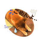 柴犬 豆之進 日常STAMP☆【関西弁】其の四（個別スタンプ：16）