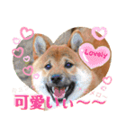 柴犬 豆之進 日常STAMP☆【関西弁】其の四（個別スタンプ：17）