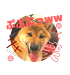 柴犬 豆之進 日常STAMP☆【関西弁】其の四（個別スタンプ：18）