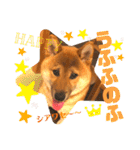 柴犬 豆之進 日常STAMP☆【関西弁】其の四（個別スタンプ：20）