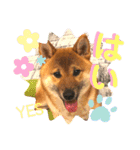 柴犬 豆之進 日常STAMP☆【関西弁】其の四（個別スタンプ：21）