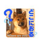 柴犬 豆之進 日常STAMP☆【関西弁】其の四（個別スタンプ：22）