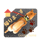 柴犬 豆之進 日常STAMP☆【関西弁】其の四（個別スタンプ：23）