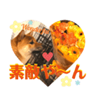 柴犬 豆之進 日常STAMP☆【関西弁】其の四（個別スタンプ：24）