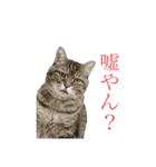 福田家のねこスタンプ（個別スタンプ：1）