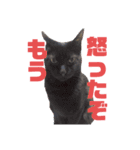 福田家のねこスタンプ（個別スタンプ：2）