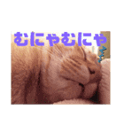 福田家のねこスタンプ（個別スタンプ：4）