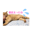 福田家のねこスタンプ（個別スタンプ：5）