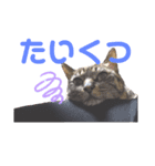 福田家のねこスタンプ（個別スタンプ：7）