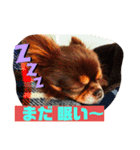 おはよーチョコたん（個別スタンプ：3）