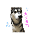 シベリアンハスキーの日常（個別スタンプ：7）
