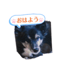 chichi ＆ lucky（個別スタンプ：8）