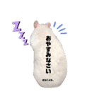 ファンシーラットのきなこ（個別スタンプ：1）