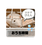 ファンシーラットのきなこ（個別スタンプ：5）