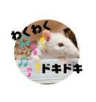 ファンシーラットのきなこ（個別スタンプ：6）