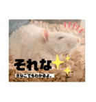 ファンシーラットのきなこ（個別スタンプ：8）