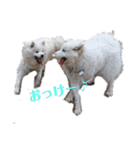 サモエドれもん＆らいむ（個別スタンプ：11）