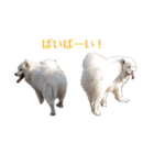 サモエドれもん＆らいむ（個別スタンプ：12）