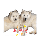 サモエドれもん＆らいむ（個別スタンプ：16）
