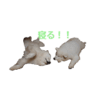サモエドれもん＆らいむ（個別スタンプ：21）