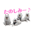 サモエドれもん＆らいむ（個別スタンプ：24）
