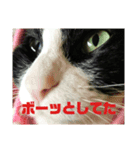 家猫ハチの日常（個別スタンプ：1）