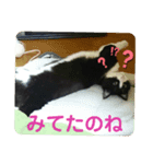 家猫ハチの日常（個別スタンプ：2）