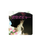 家猫ハチの日常（個別スタンプ：3）