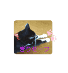 家猫ハチの日常（個別スタンプ：4）