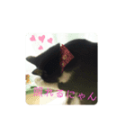 家猫ハチの日常（個別スタンプ：5）
