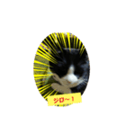 家猫ハチの日常（個別スタンプ：6）