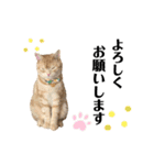 うちの猫、ももたろうくん。Part2（個別スタンプ：2）
