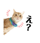 うちの猫、ももたろうくん。Part2（個別スタンプ：3）