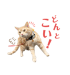 うちの猫、ももたろうくん。Part2（個別スタンプ：4）