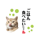 うちの猫、ももたろうくん。Part2（個別スタンプ：6）