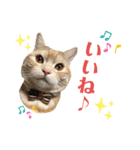 うちの猫、ももたろうくん。Part2（個別スタンプ：7）