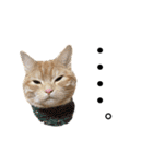うちの猫、ももたろうくん。Part2（個別スタンプ：8）