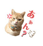 うちの猫、ももたろうくん。Part2（個別スタンプ：9）