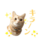 うちの猫、ももたろうくん。Part2（個別スタンプ：10）