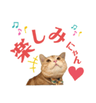 うちの猫、ももたろうくん。Part2（個別スタンプ：11）