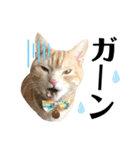 うちの猫、ももたろうくん。Part2（個別スタンプ：12）