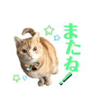 うちの猫、ももたろうくん。Part2（個別スタンプ：13）