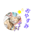 うちの猫、ももたろうくん。Part2（個別スタンプ：15）