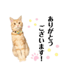うちの猫、ももたろうくん。Part2（個別スタンプ：16）