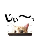 うちの猫、ももたろうくん。Part2（個別スタンプ：17）