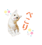 うちの猫、ももたろうくん。Part2（個別スタンプ：18）
