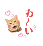 うちの猫、ももたろうくん。Part2（個別スタンプ：19）
