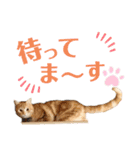 うちの猫、ももたろうくん。Part2（個別スタンプ：20）