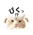 うちの猫、ももたろうくん。Part2（個別スタンプ：23）