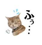 うちの猫、ももたろうくん。Part2（個別スタンプ：24）